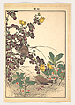 Two Birds and Crysanthemums, from Keinen kachō gafu (Keinen’s Flower-and-Bird Painting Manual), Imao Keinen 今尾景年  Japanese, Woodblock print; ink and color on paper, Japan
