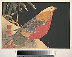 Golden Pheasant in the Snow, Itō Jakuchū  Japanese, Reproduction of an original Jakuchū design; woodblock print, ink and color on paper, Japan