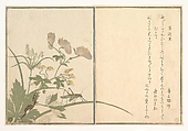 Katydid (Umaoi-mushi); Centipede, (Mukade), from the Picture Book of Crawling Creatures (Ehon mushi erami)
, Kitagawa Utamaro Japanese, Page from woodblock printed book; ink and color on paper, Japan
