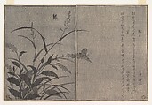 Tree cricket (Matsumushi); Firefly (Hotaru), from the Picture Book of Crawling Creatures (Ehon mushi erami), Kitagawa Utamaro  Japanese, Page from woodblock printed book; ink and color on paper, Japan
