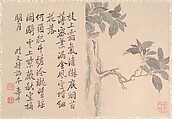 Cassia Tree, Unidentified artist, Album leaf; ink and color on paper, China