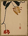 Red Berry Plant and Butterfly, Shibata Zeshin Japanese, Album leaf; lacquer on paper, Japan