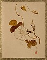 Morning Glory, Shibata Zeshin Japanese, Album leaf; lacquer on paper, Japan