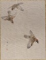 Sparrows Flying, Watanabe Seitei  Japanese, Album leaf; ink and color on silk, Japan