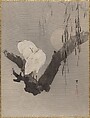 Egrets in a Tree at Night, Watanabe Seitei  Japanese, Album leaf; ink and color on silk, Japan