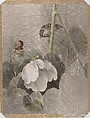 Cotton Rose Mallows in the Rain, Okada Baison Japanese, Album leaf; ink and color on silk, Japan