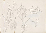 Leaf Studies, Xie Zhiliu (Chinese, 1910–1997), Sheet from a sketchbook; pencil and ink on paper, China