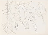 Leaf Studies, Xie Zhiliu (Chinese, 1910–1997), Sheet from a sketchbook; pencil and ink on paper, China