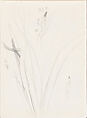 Irises, Xie Zhiliu  Chinese, Sheet from a sketchbook; pencil on paper, China