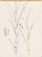 Bamboo, Xie Zhiliu  Chinese, Sheet from a sketchbook; pencil and ink on paper, China
