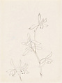 Orchids, Xie Zhiliu  Chinese, Sheet from a sketchbook; pencil and ink on paper, China