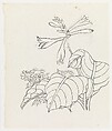 Hosta and Asters, Xie Zhiliu  Chinese, Drawing;  pencil and ink on paper, China