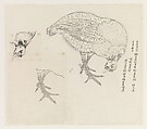 Studies of a Bird, Xie Zhiliu Chinese, Drawing; ink and pencil on paper, China