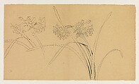 Narcissus, Xie Zhiliu Chinese, Drawing; ink and pencil on paper, China