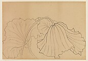 Lotus Studies, Xie Zhiliu (Chinese, 1910–1997), Drawings from a set of eighteen sheets; pencil and ink on paper, China