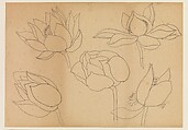 Lotus Studies, Xie Zhiliu (Chinese, 1910–1997), Drawings from a set of eighteen sheets; pencil and ink on paper, China