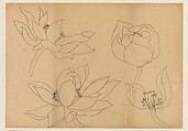 Lotus Studies, Xie Zhiliu (Chinese, 1910–1997), Drawings from a set of eighteen sheets; pencil and ink on paper, China