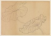 Lotus Studies, Xie Zhiliu (Chinese, 1910–1997), Drawings from a set of eighteen sheets; pencil and ink on paper, China