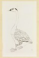 Goose, Xie Zhiliu Chinese, Drawing mounted as a hanging scroll; ink on tracing paper, China