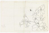 Flowering Plant, Xie Zhiliu Chinese, Unmounted drawing; ink on paper, China