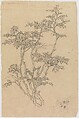 Flower Studies, Xie Zhiliu Chinese, Unmounted drawing; pencil and ink on paper, China