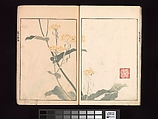 Spread 7 Ōson (Hōitsu) Picture Album (Ōson gafu), Sakai Hōitsu (Japanese, 1761–1828), Woodblock printed book; ink and color on paper, Japan
