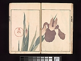 Spread 12 Ōson (Hōitsu) Picture Album (Ōson gafu), Sakai Hōitsu (Japanese, 1761–1828), Woodblock printed book; ink and color on paper, Japan