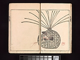Spread 13 Ōson (Hōitsu) Picture Album (Ōson gafu), Sakai Hōitsu (Japanese, 1761–1828), Woodblock printed book; ink and color on paper, Japan