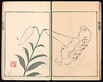 Ōson (Hōitsu) Picture Album (Ōson gafu), Sakai Hōitsu (Japanese, 1761–1828), Woodblock printed book; ink and color on paper, Japan