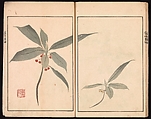 Ōson (Hōitsu) Picture Album (Ōson gafu), Sakai Hōitsu (Japanese, 1761–1828), Woodblock printed book; ink and color on paper, Japan