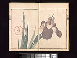 Vol. 2 Spread 12 Ōson (Hōitsu) Picture Album (Ōson gafu), Sakai Hōitsu (Japanese, 1761–1828), Woodblock printed book; ink and color on paper, Japan