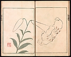 Ōson (Hōitsu) Picture Album (Ōson gafu), Sakai Hōitsu (Japanese, 1761–1828), Woodblock printed book; ink and color on paper, Japan