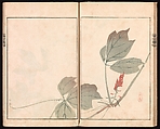 Ōson (Hōitsu) Picture Album (Ōson gafu), Sakai Hōitsu (Japanese, 1761–1828), Woodblock printed book; ink and color on paper, Japan