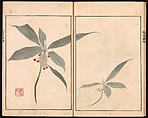 Ōson (Hōitsu) Picture Album (Ōson gafu), Sakai Hōitsu (Japanese, 1761–1828), Woodblock printed book; ink and color on paper, Japan