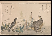 Myriad Birds: Picture Book of Playful Verse (Momo chidori kyōka-awase), Kitagawa Utamaro (Japanese, ca. 1754–1806), Woodblock printed book (vols. 1 and 2); ink and color on paper, Japan