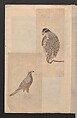 Album of Sketches for Lacquer Decoration (Makie shitae no zu) 蒔絵下絵の図, Unidentified artist, Ink and color on paper, Japan