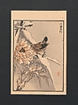 Bairei Picture Album of One Hundred Birds (Bairei hyakuchō gafu) 楳嶺百鳥畫譜, Kōno Bairei  幸野楳嶺 (Japanese, 1844–1895), Set of three polychrome woodblock printed books; ink and color on paper, Japan