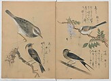 A Compendium of Small Birds (Kotori rui shū) 小鳥類集, Nantō (active early 19th century), Polychrome woodblock printed book, Japan