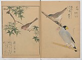 A Compendium of Small Birds (Kotori rui shū) 小鳥類集, Nantō (active early 19th century), Polychrome woodblock printed book, Japan