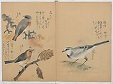 A Compendium of Small Birds (Kotori rui shū) 小鳥類集, Nantō (active early 19th century), Polychrome woodblock printed book, Japan
