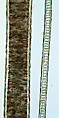 Woman's Ceremonial Robe, Silk, cat fur, China