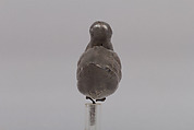 Duck, Silver, China