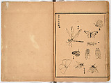 Illustrated book, Ink on paper, Japan