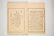 New Ideas for Designs (Shin’an ishō chigozakura) 新案意匠知古佐久良 （しんあんいしょうちござくら）, Ink on paper, Japan