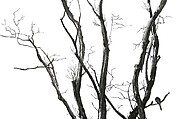 Flying South, Qiu Anxiong (Chinese, born 1972), Single-channel animated video with sound; 9 min. 18 sec., China
