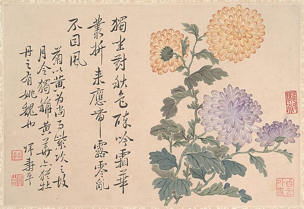 清   惲壽平 菊花圖  冊頁|Chrysanthemums