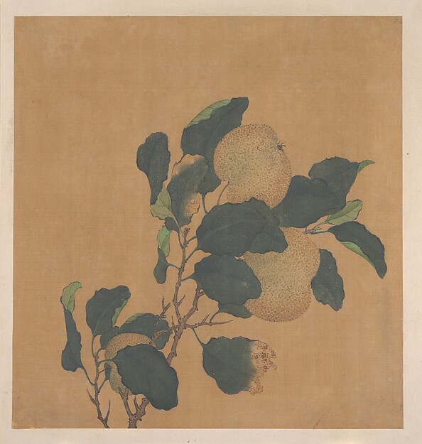 清   佚名   秋梨圖   冊頁|Branch of Tree with Fruit