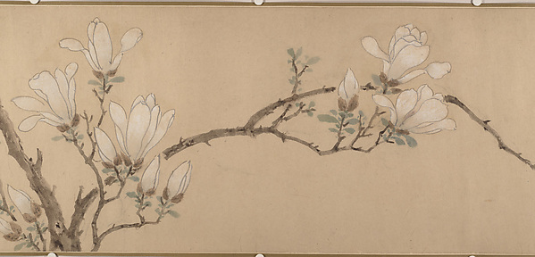 明  佚名（文徵明款）    玉蘭圖    卷|Magnolia