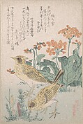 MET-DP138935・・俊満「☆　鳥合」