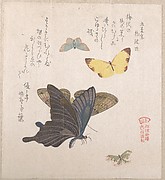 MET-DP139030文化後期・・俊満「霞連」「群蝶画譜」